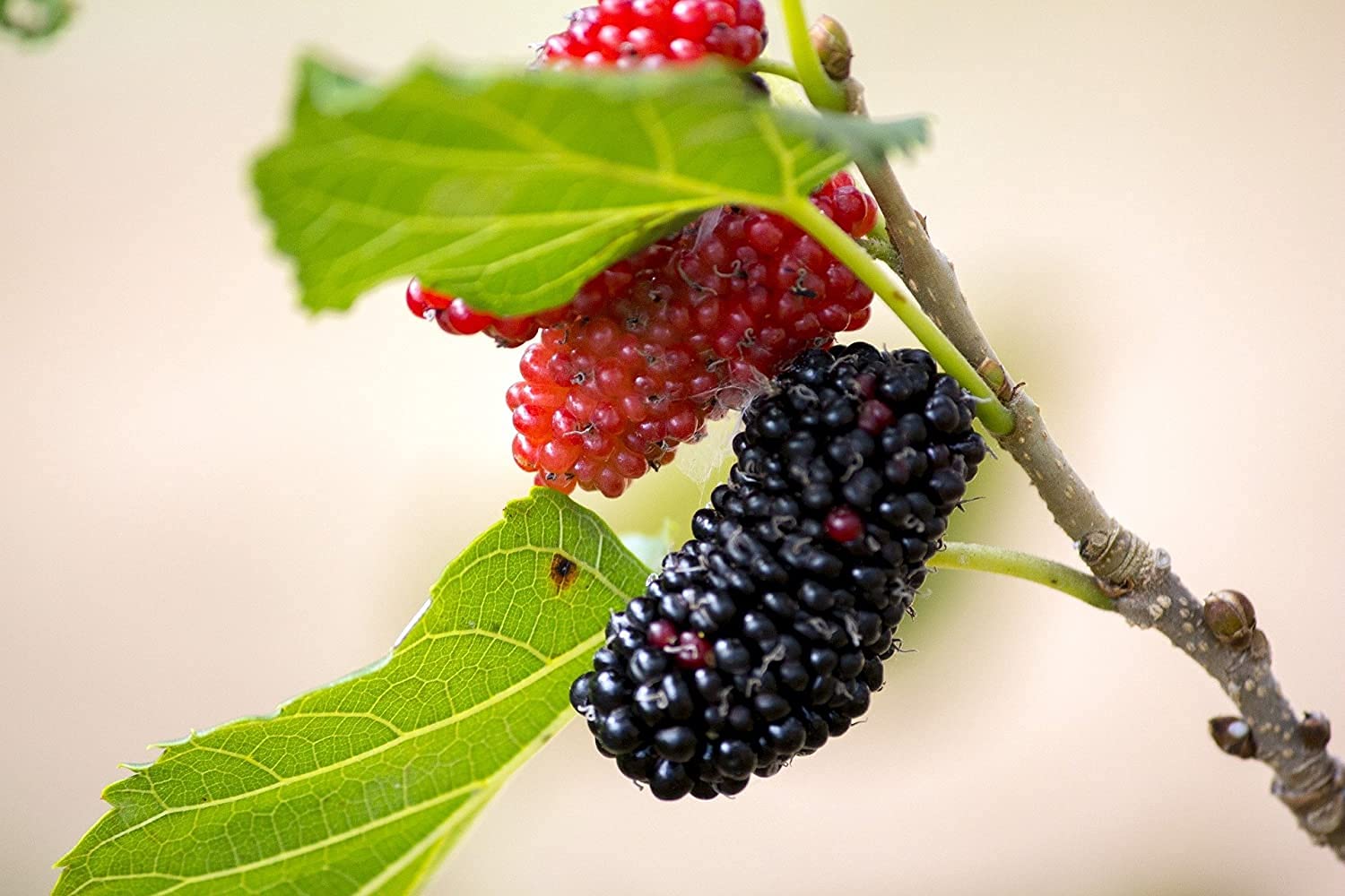Mulberry Morus spp. Tree Seeds for Planting