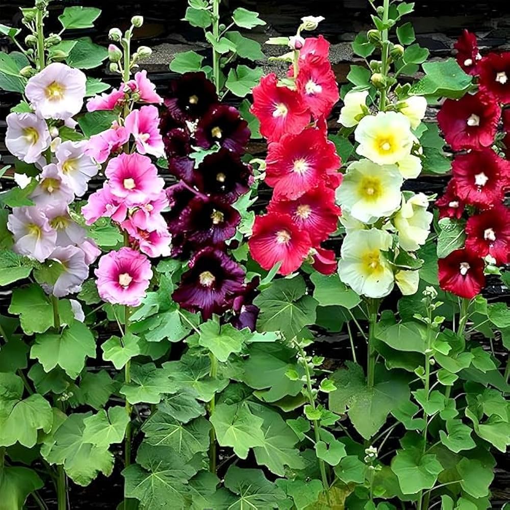 Hollyhock Mix Seeds for Planting  Vibrant Flower Garden Blooms - Evergrowseeds