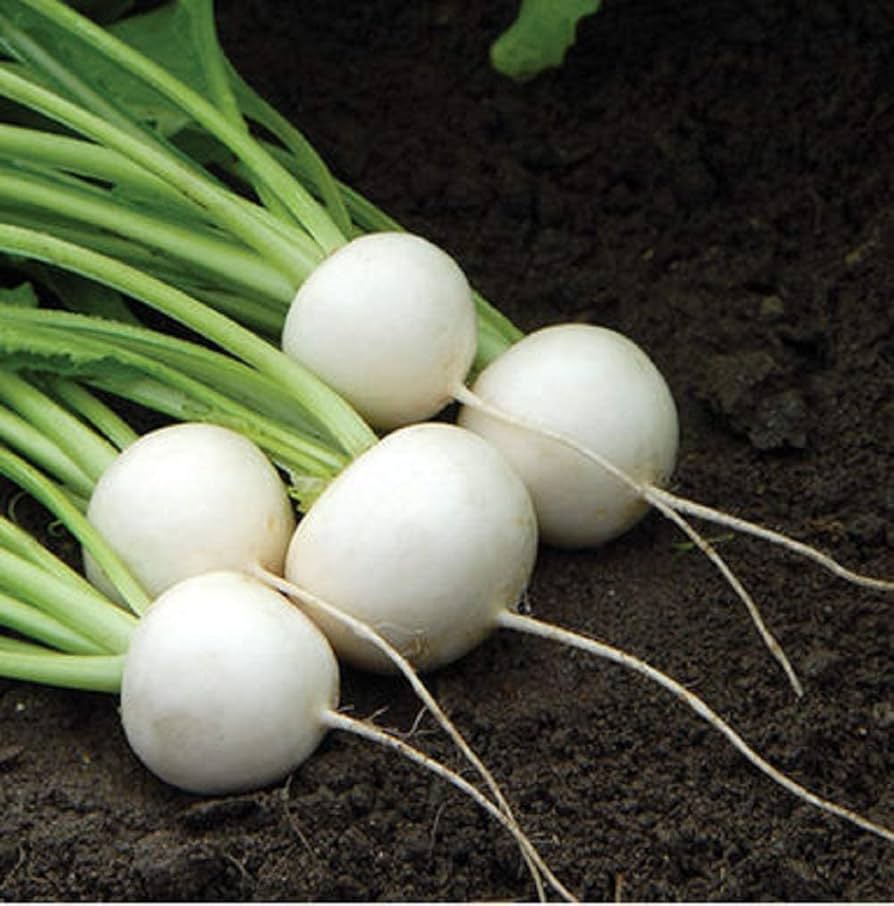 Hakurei Turnip Seeds for Planting Brassica rapa for vegetable patches and home gardens