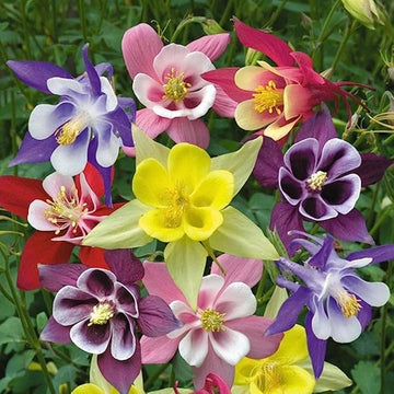 Columbine Flower seeds for Planting Premium Quality Heirloom & GMO Free Seeds for Home Garden