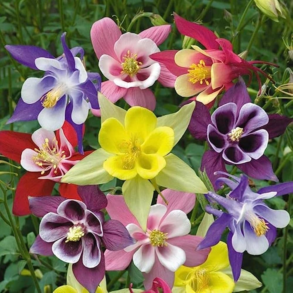 Columbine Aquilegia Flower Seeds