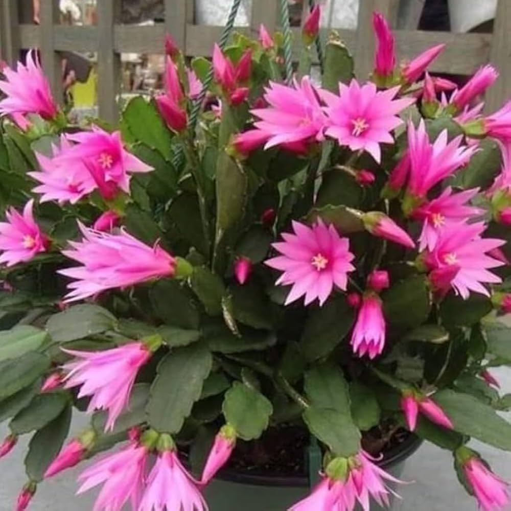 Purple Schlumbergera Flower seeds for Planting - Low Maintenance, Heirloom & GMO Free Seeds for Home Garden
