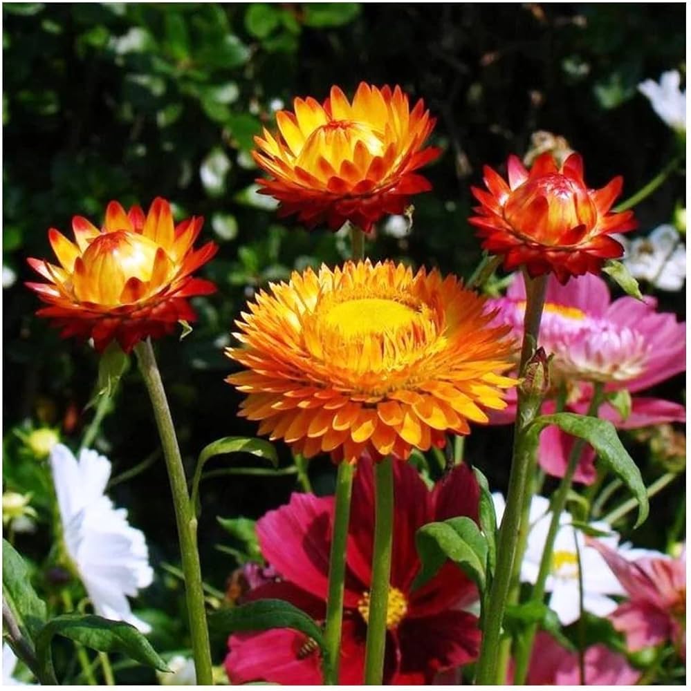 Helichrysum Bikini Mix Seeds for Bright Annual Flower Gardens
