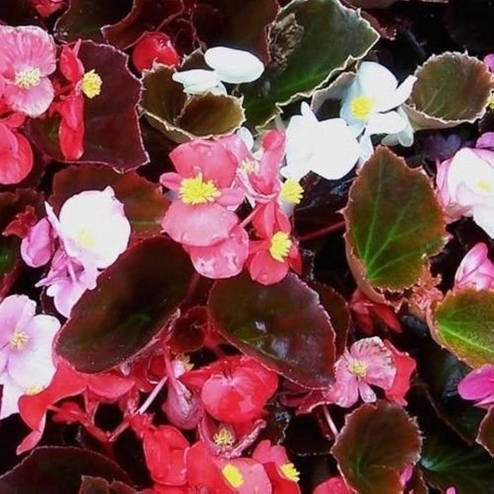 Pelleted Seeds Begonia Schokoladen Sampler Mix
