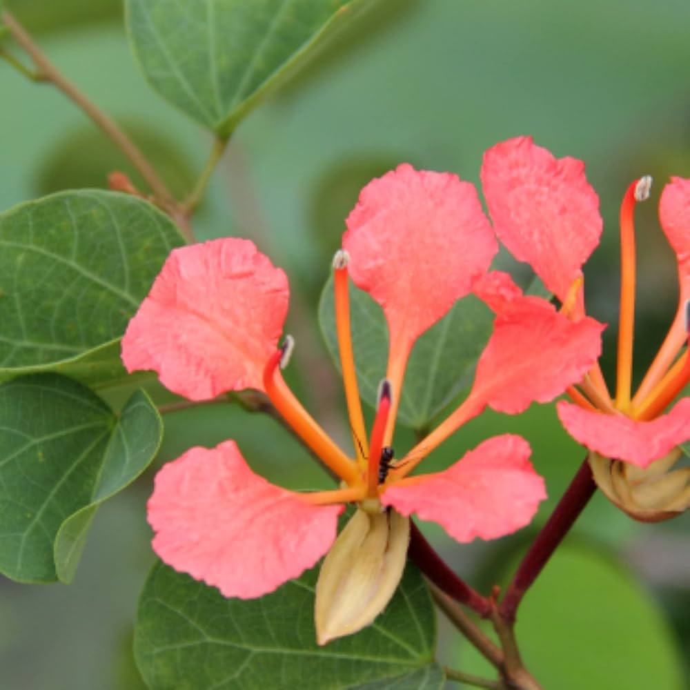 Red Bauhinia Flower seeds for Planting Drought Tolerant Heirloom & GMO Free Seeds for Home Garden