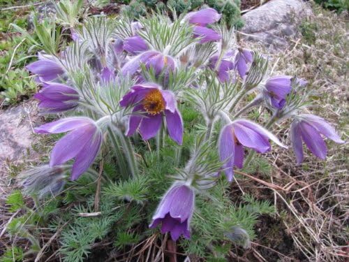 Violet Anemone Pulsatilla Vulgaris/Purple Pasque Flower Seeds Best Selling