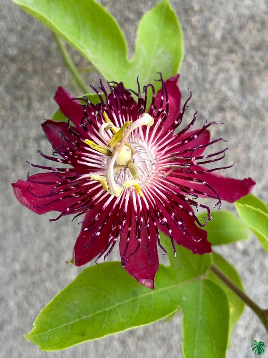 Passion Flower seeds for Planting - Pollinator Friendly, Heirloom & GMO Free Seeds for Home Garden
