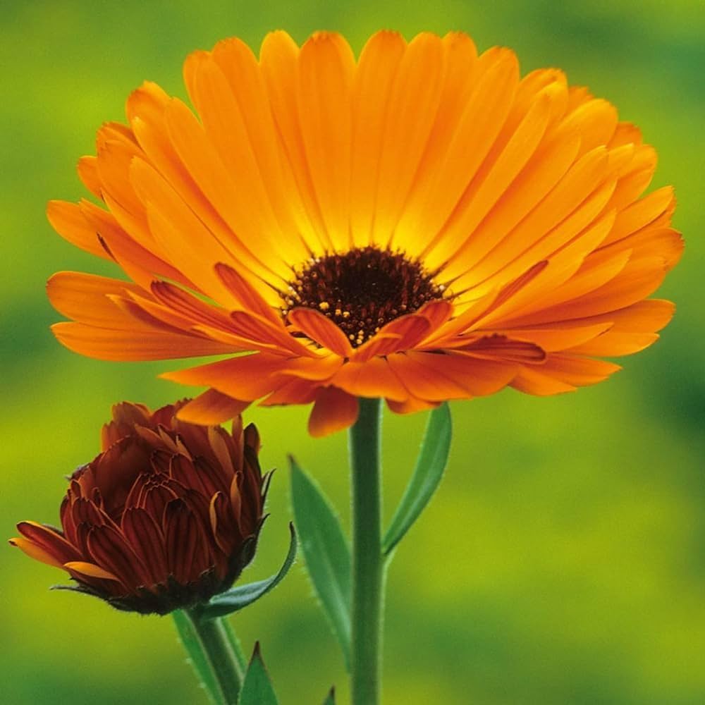 Calendula officinalis Marigold Seeds for Planting - Ideal for Flower Bed & Home Garden