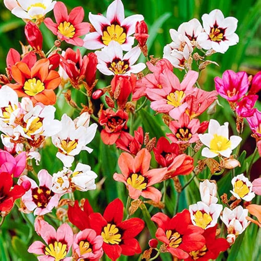 Thick Pink Sparaxis Flower seeds for Planting - Colorful Display, Heirloom & GMO Free Seeds for Home Garden