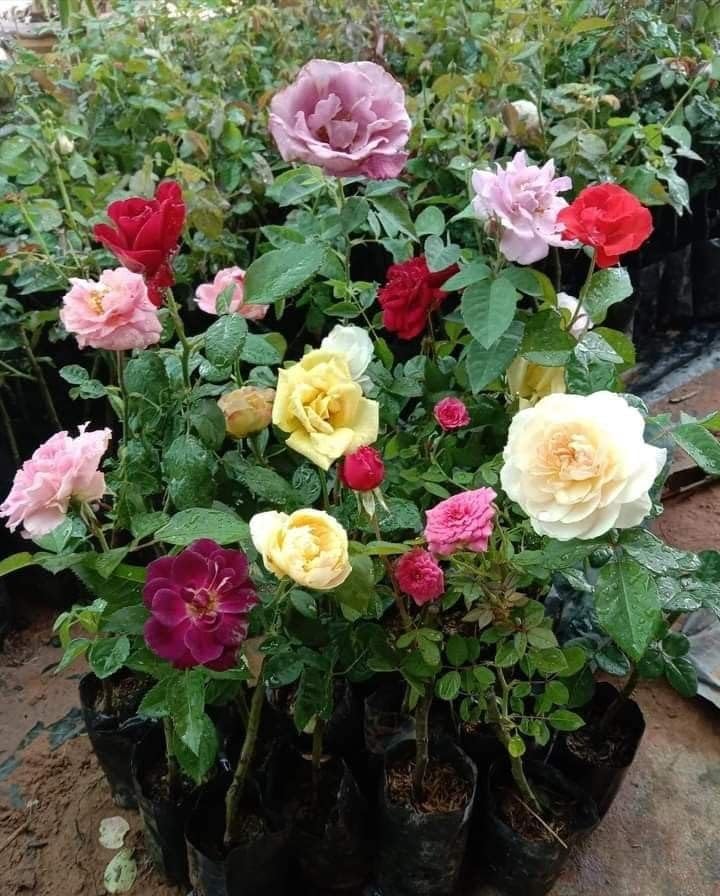 Mixed Color Home Garden Rose Flower Seeds for Planting Low Maintenance Heirloom & GMO Free Seeds for Home Garden
 
 Sale