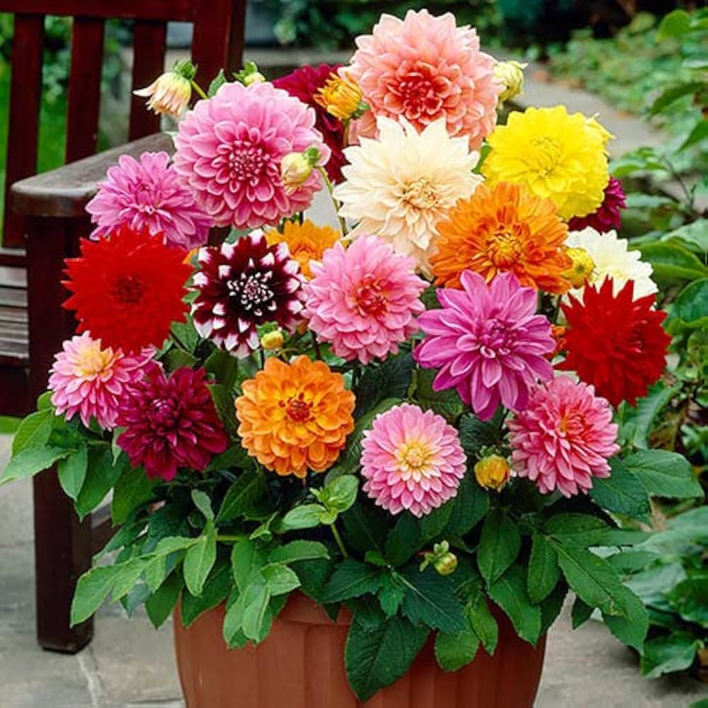 MultiColor Dahlia Flower Seeds for Planting Long Bloom Season Heirloom & GMO Free Seeds for Home Garden
 
 Sale
