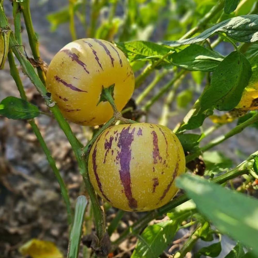 Solanum Muricatum Melon Pear Fruit Seeds for Planting in Vegetable Patch