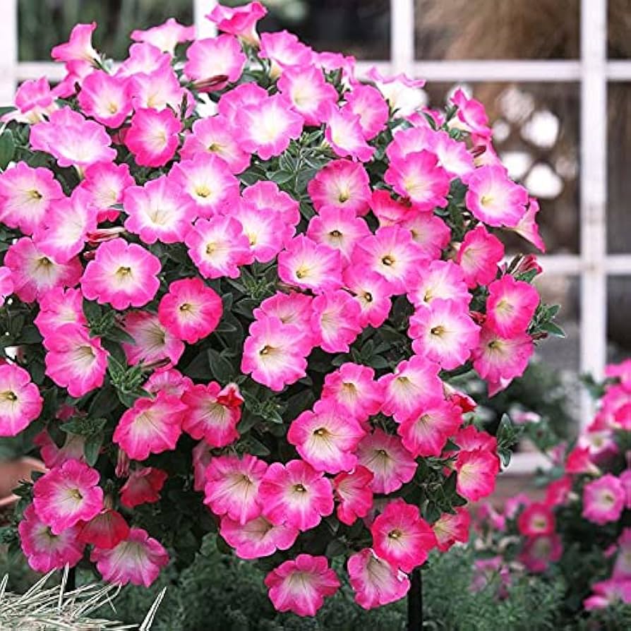 Salmon Petunia Dreams Seeds for Planting Patio Planters Flower Pots