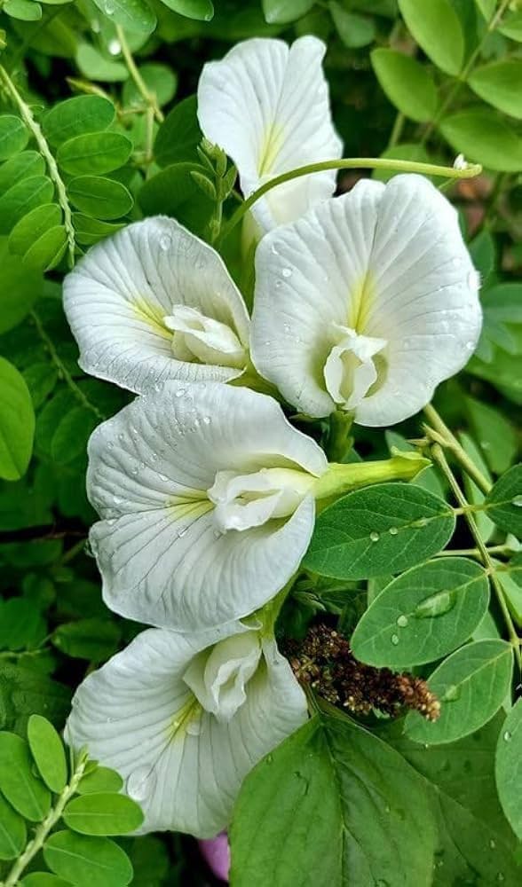 Clitoria Flower seeds for Planting - Hardy Variety, Heirloom & GMO Free Seeds for Home Garden