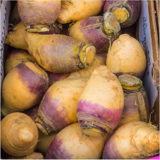 Amerikanische Lila Top Rutabaga Seeds for Heirloom, Purple Rutabaga