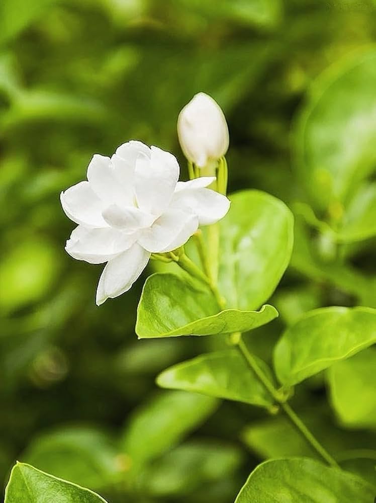 Jasmine Jasminum sambac Flower Seeds for Planting for Home Garden