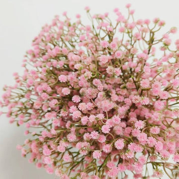 Peach Gypsophila Flower seeds for Planting - Low Maintenance, Heirloom & GMO Free Seeds for Home Garden
