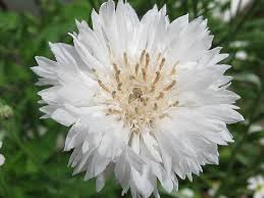 Bachelor Button Centaurea cyanus Seeds for Planting wildflower garden flower border