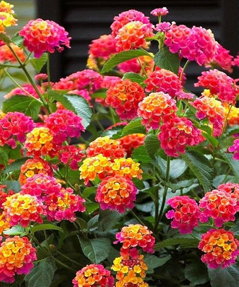 Lantana Mix Flower Planting Seeds for a Colorful Garden - Evergrowseeds