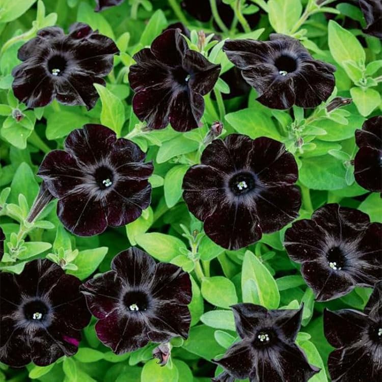 Black Velvet Petunia Seeds for Stunning, Dark Petunia Blooms