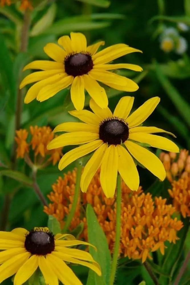 Yellow ConeFlower seeds for Planting - Colorful Display, Heirloom & GMO Free Seeds for Home Garden