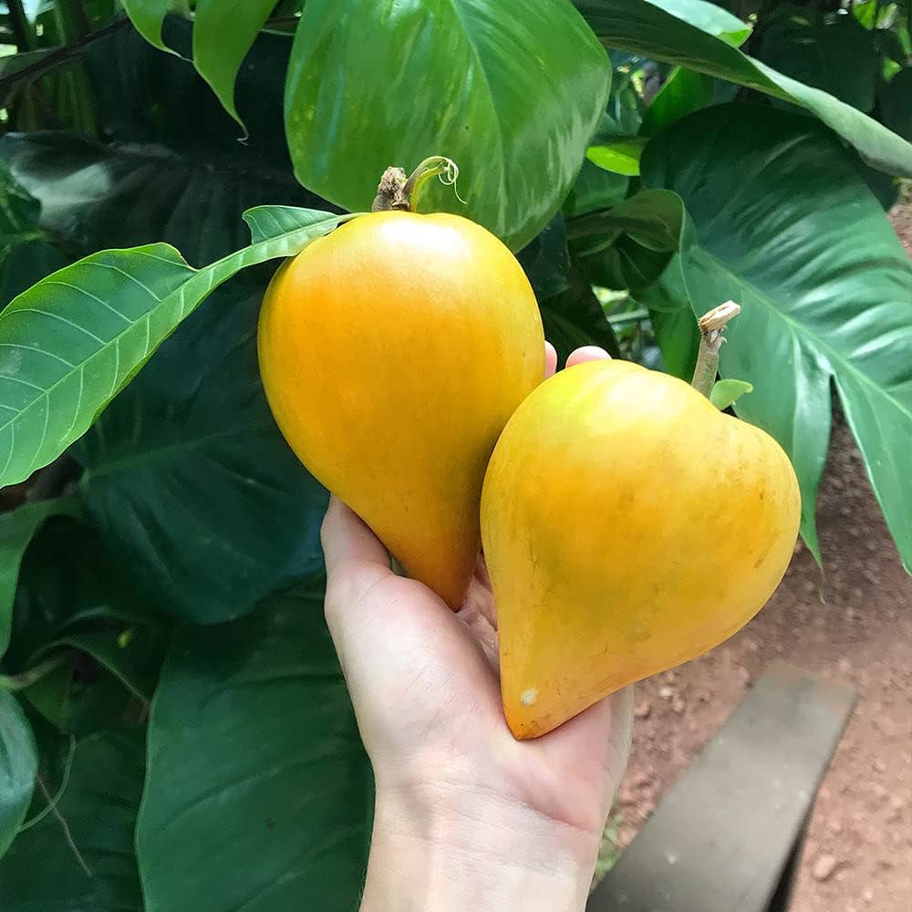 Campechiana Fruit Seeds for Planting