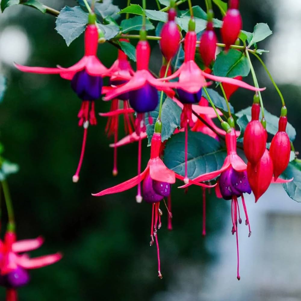 Black & Pink Fuchsia Flower seeds for Planting - Wildflower Mix, Heirloom & GMO Free Seeds for Home Garden