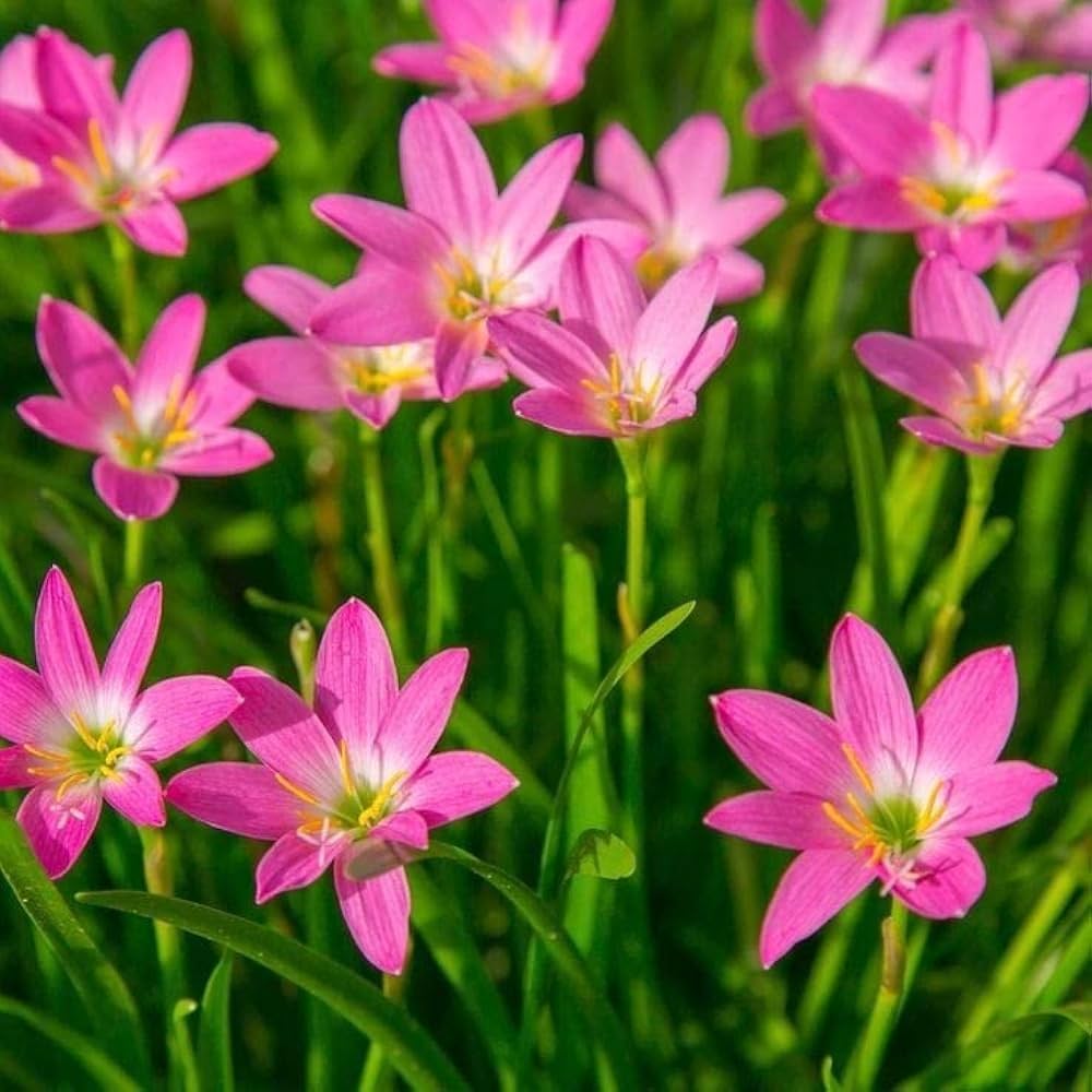 Zephyranthes Flower Planting Seed for Planting - Ideal for Vibrant Garden Blooms and Easy Care Heirloom Non-GMO Seeds