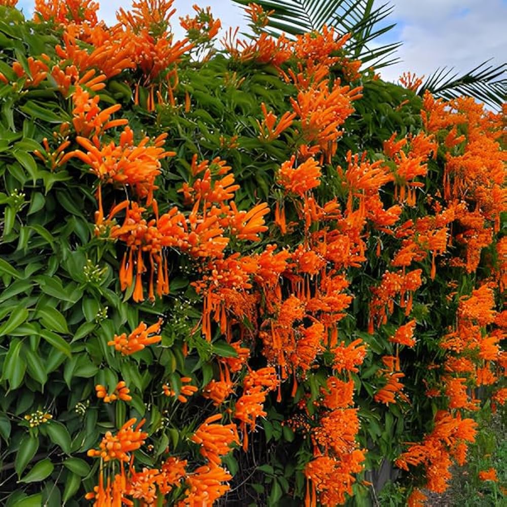 Orange Begonia Flower Seeds for Planting  Vibrant Begonia Seeds