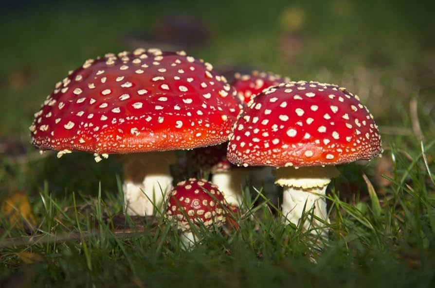 Red & White Mushroom Vegetable Seeds for Easy Planting