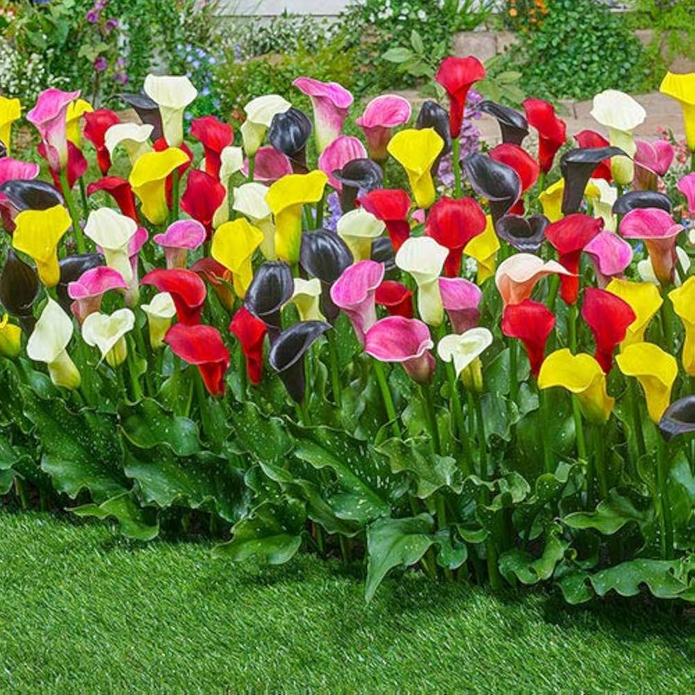 Calle Flower seeds for Planting - Compact Growth, Heirloom & GMO Free Seeds for Home Garden