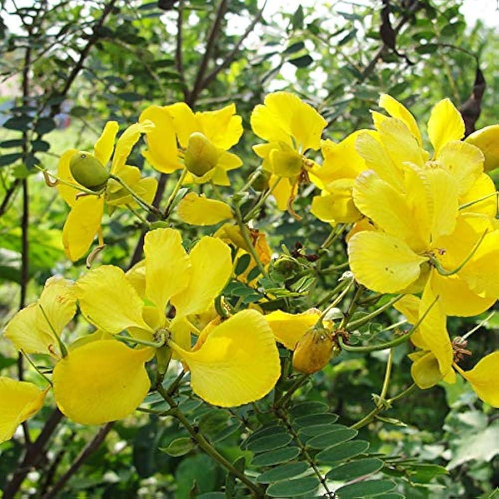 Yellow Cassia Flower seeds for Planting - Garden Favorite, Heirloom & GMO Free Seeds for Home Garden