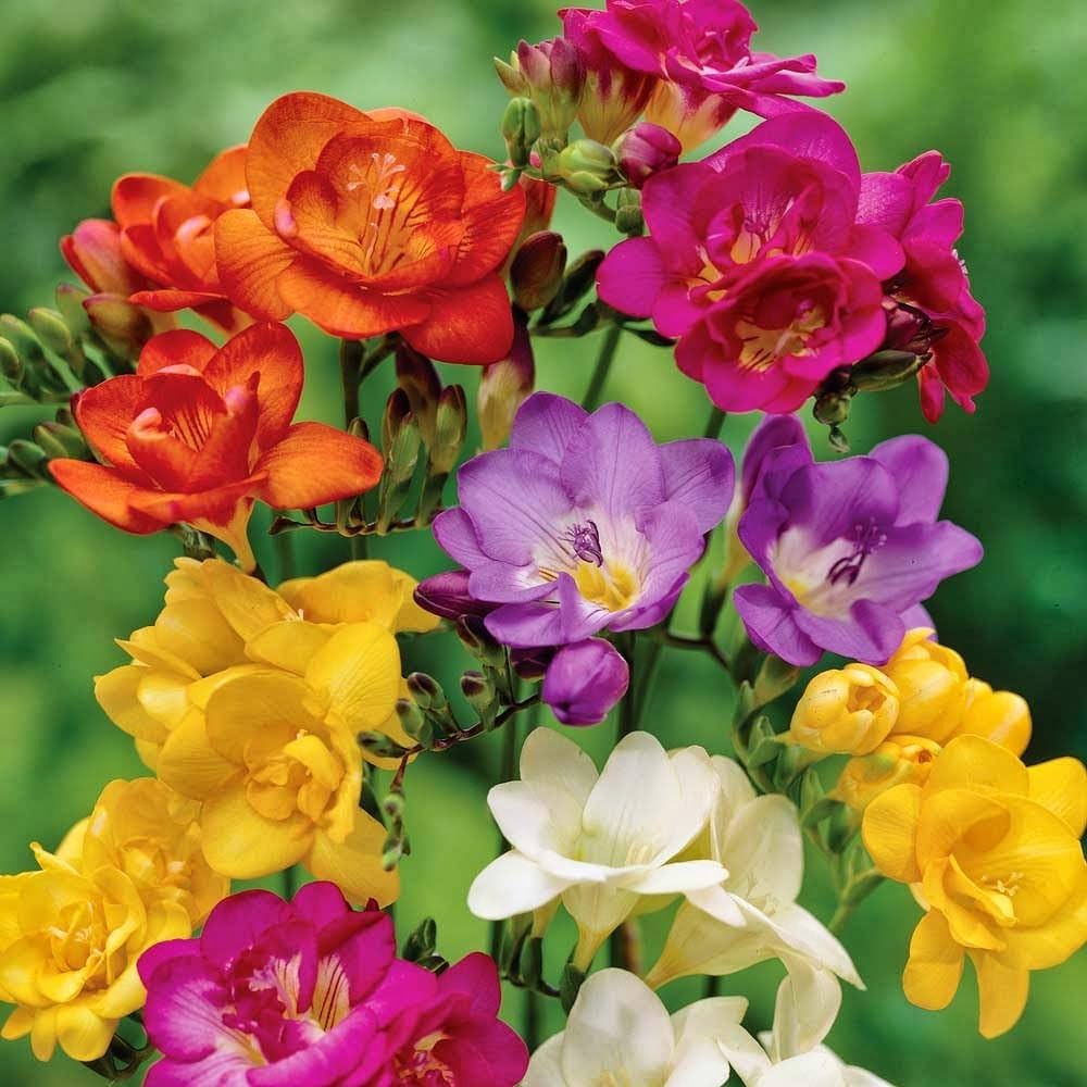 Multi Freesia Flower seeds for Planting - Sun Loving, Heirloom & GMO Free Seeds for Home Garden