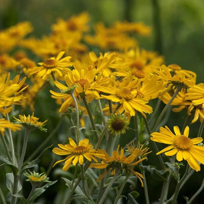 Helenium Hoopesii Golden Flower Seeds for Golden Helenium Blooms