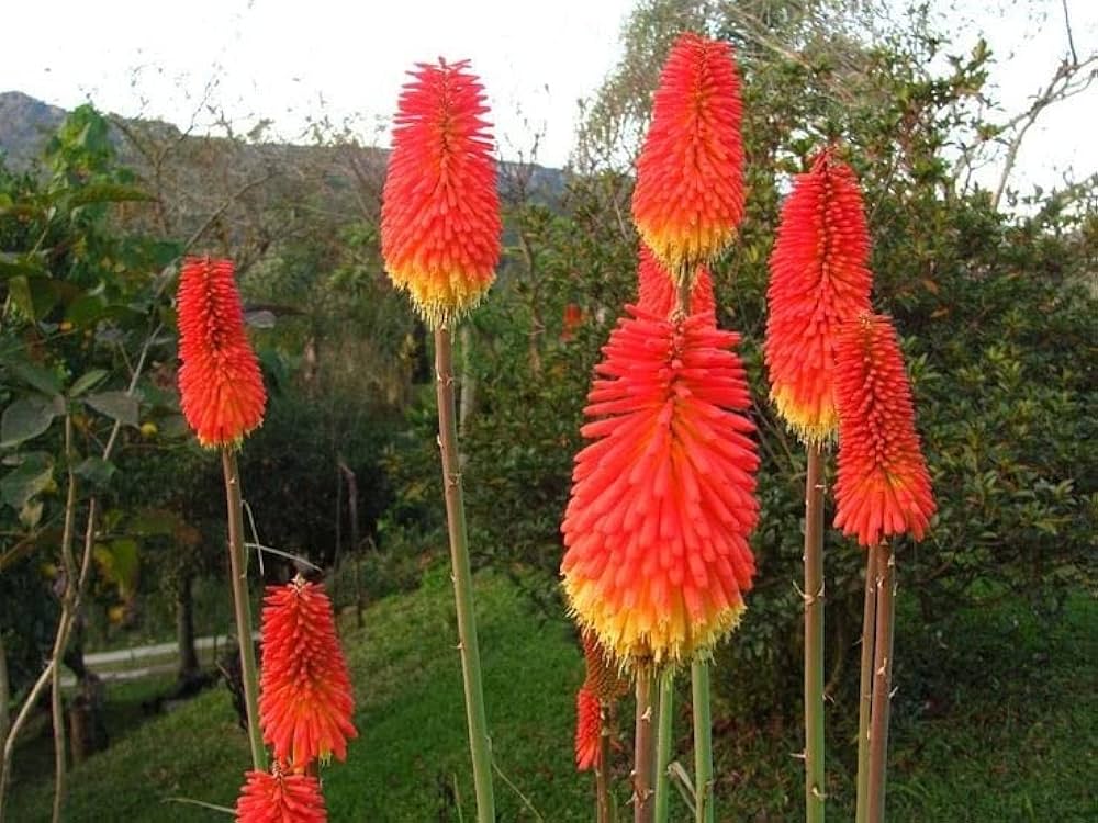 Kniphofia Lily Kniphofia uvaria Seeds for Planting in Flower Bed