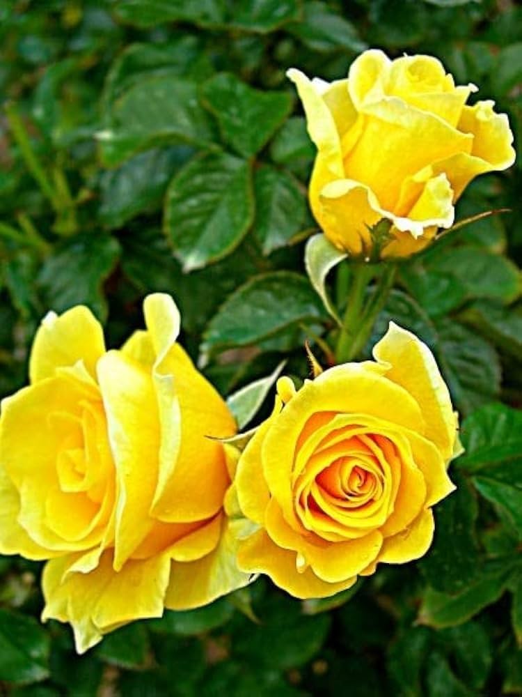 Yellow Mix Ruby Rose Flower Seeds for Planting NonGMO Heirloom Garden Seeds for Growing Wildflower Mix 
 
 Sale
