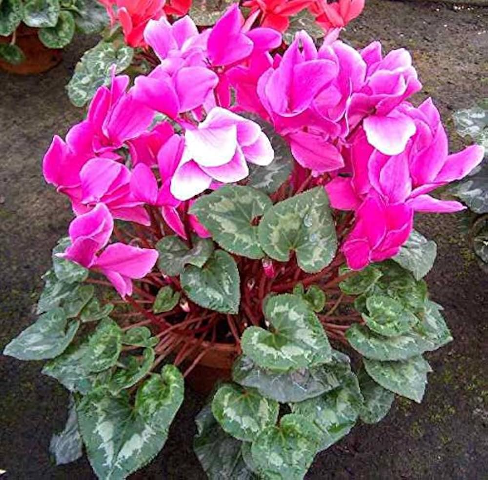 Mixed Color Cyclamen Seeds for Planting  Vibrant Flower Seeds for Your Garden