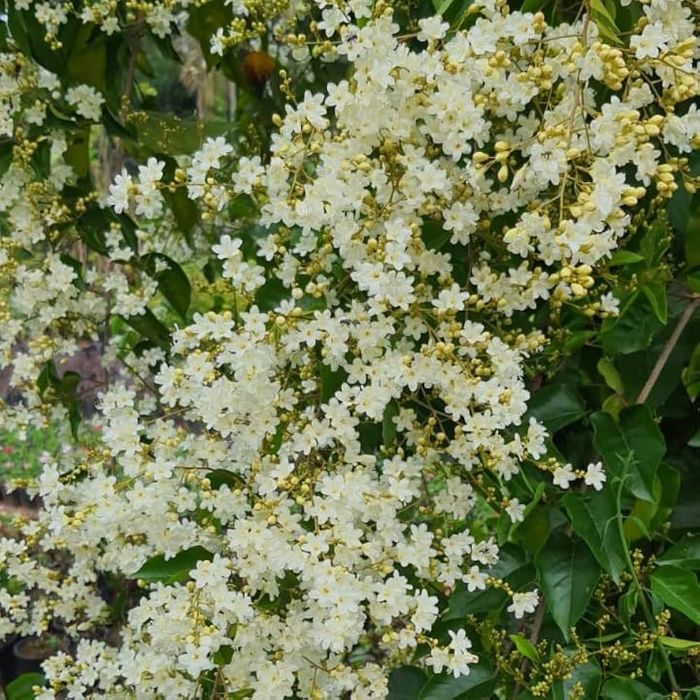 Jasmine Together Seeds for Planting Jasminum spp. for trellises and fragrant gardens