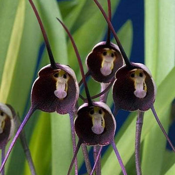 Violet Monkey Face Flower seeds for Planting - Colorful Display, Heirloom & GMO Free Seeds for Home Garden
 
 Sale seeds for planting in home garden