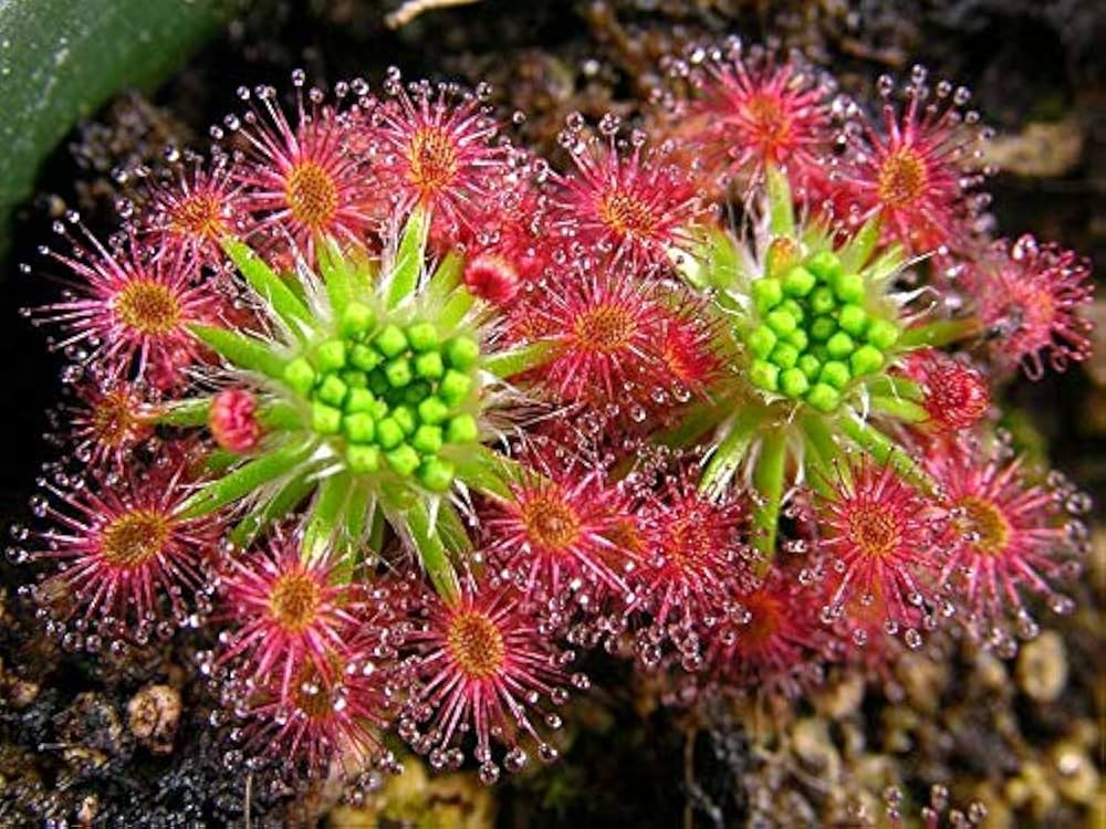 Pink Sundew Flower seeds for Planting - Bright Blooms, Heirloom & GMO Free Seeds for Home Garden