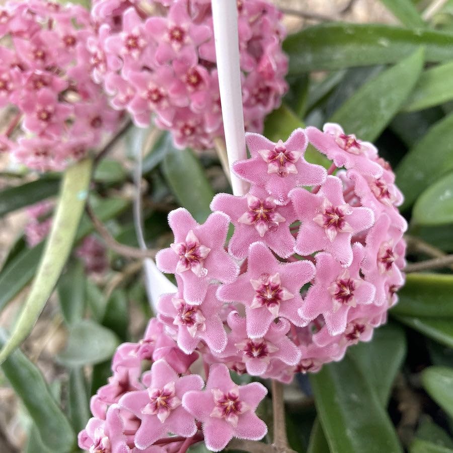 Light Violet Hoya Carnosa Flower Seeds for Planting Bright Blooms Heirloom & GMO Free Seeds for Home Garden
 
 Sale
