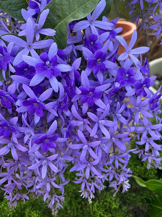 Purple Sandpaper Vine PETREA VOLUBILIS Flower seeds for Planting - Cottage Garden Essential, Heirloom & GMO Free Seeds f