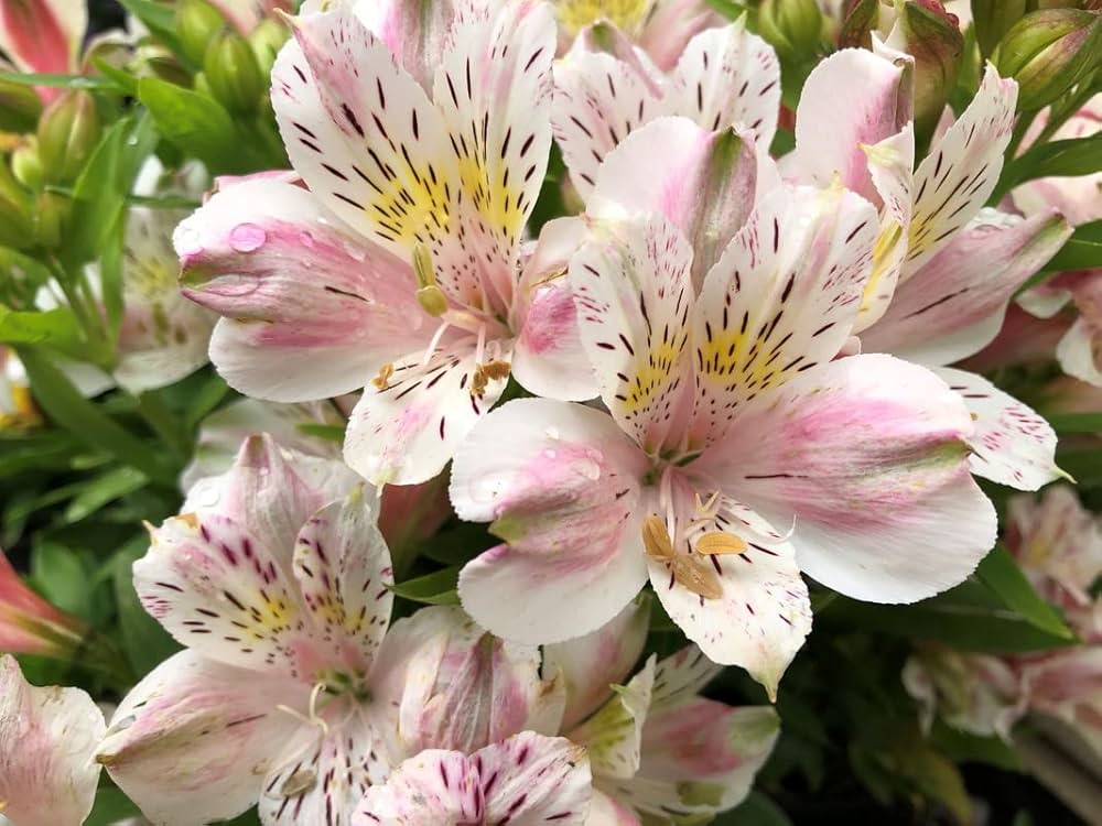 Alstroemeria Peruvian Lily Alstroemeria spp. Seeds for Planting in Flower Bed