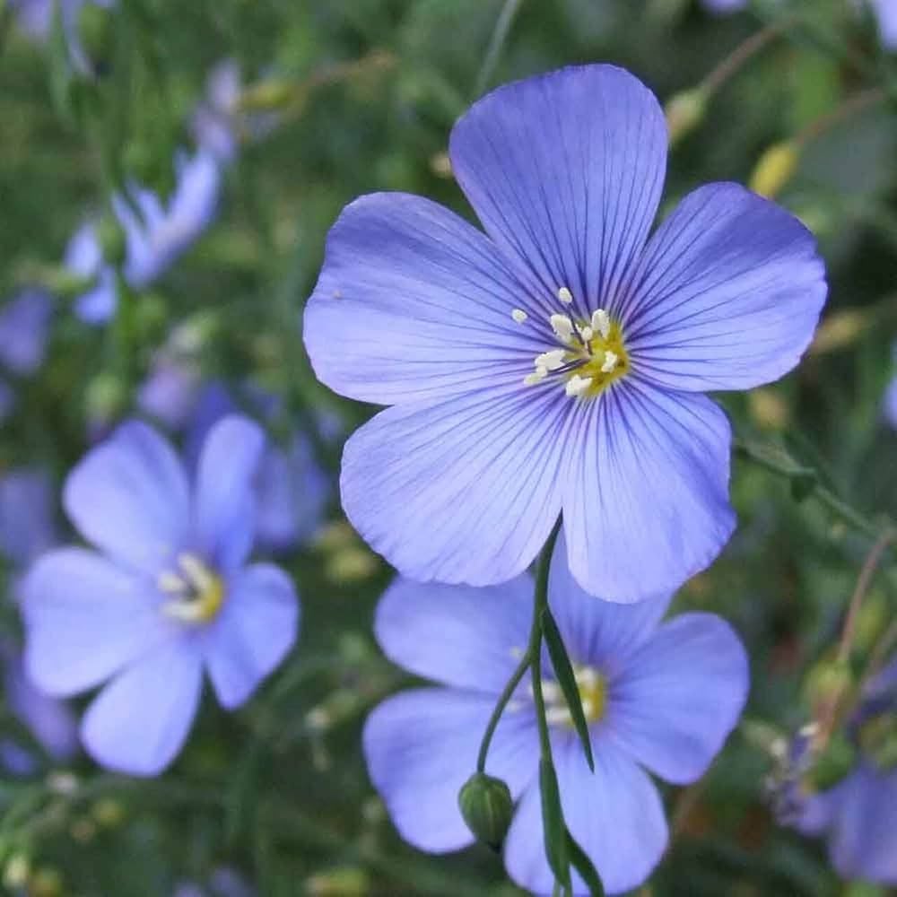 Flax Flower seeds for Planting - Vibrant Colors, Heirloom & GMO Free Seeds for Home Garden