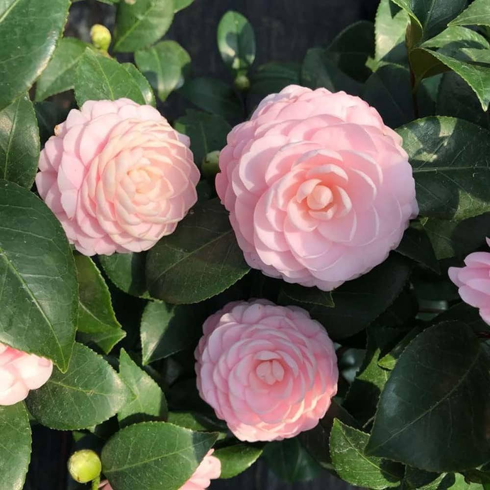 Camellia Pink White Flower seeds for Planting - Hardy Variety, Heirloom & GMO Free Seeds for Home Garden