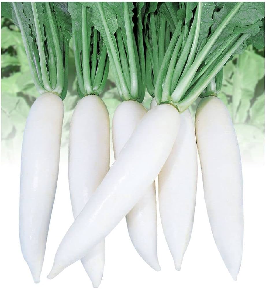 White Radish Seeds for Vegetable Planting