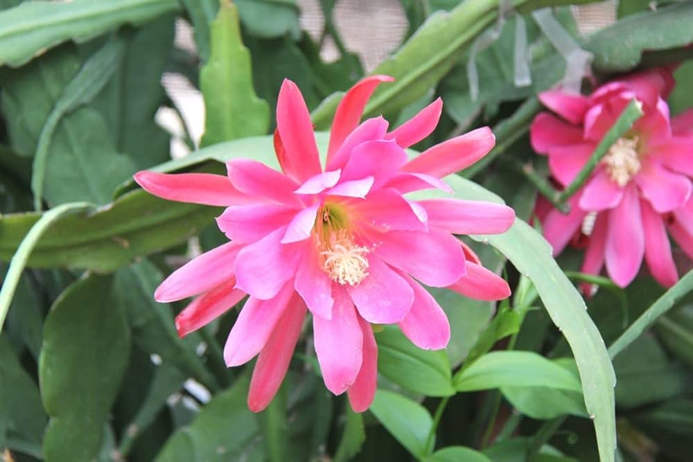 Pink Epiphyllum Oxypetalum Flower seeds for Planting - Garden Favorite, Heirloom & GMO Free Seeds for Home Garden