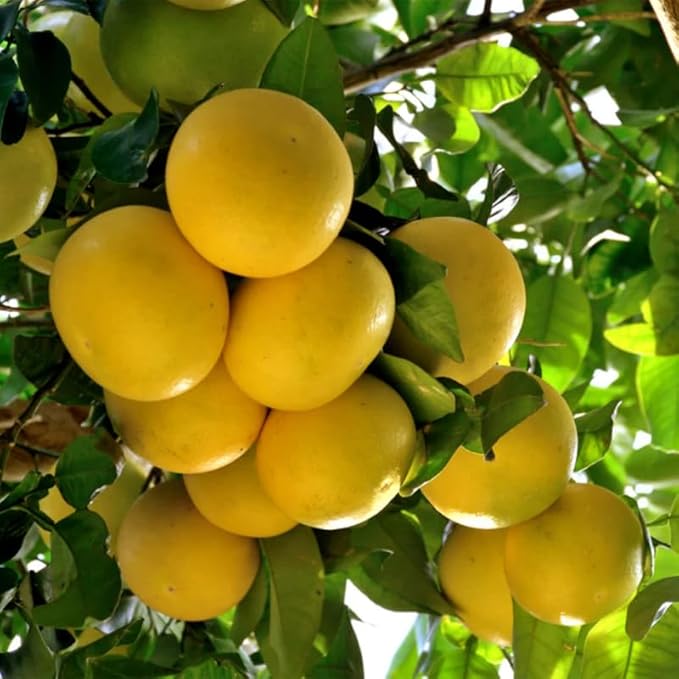 Grapefruit Citrus x paradisi Seeds for Planting in Home Garden & Orchard