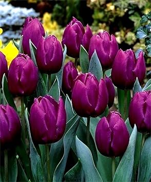Light Pink Carnosa Flower Seeds Compact Growth Heirloom & GMO Free Seeds for Home Garden
 
 Sale for planting in home garden