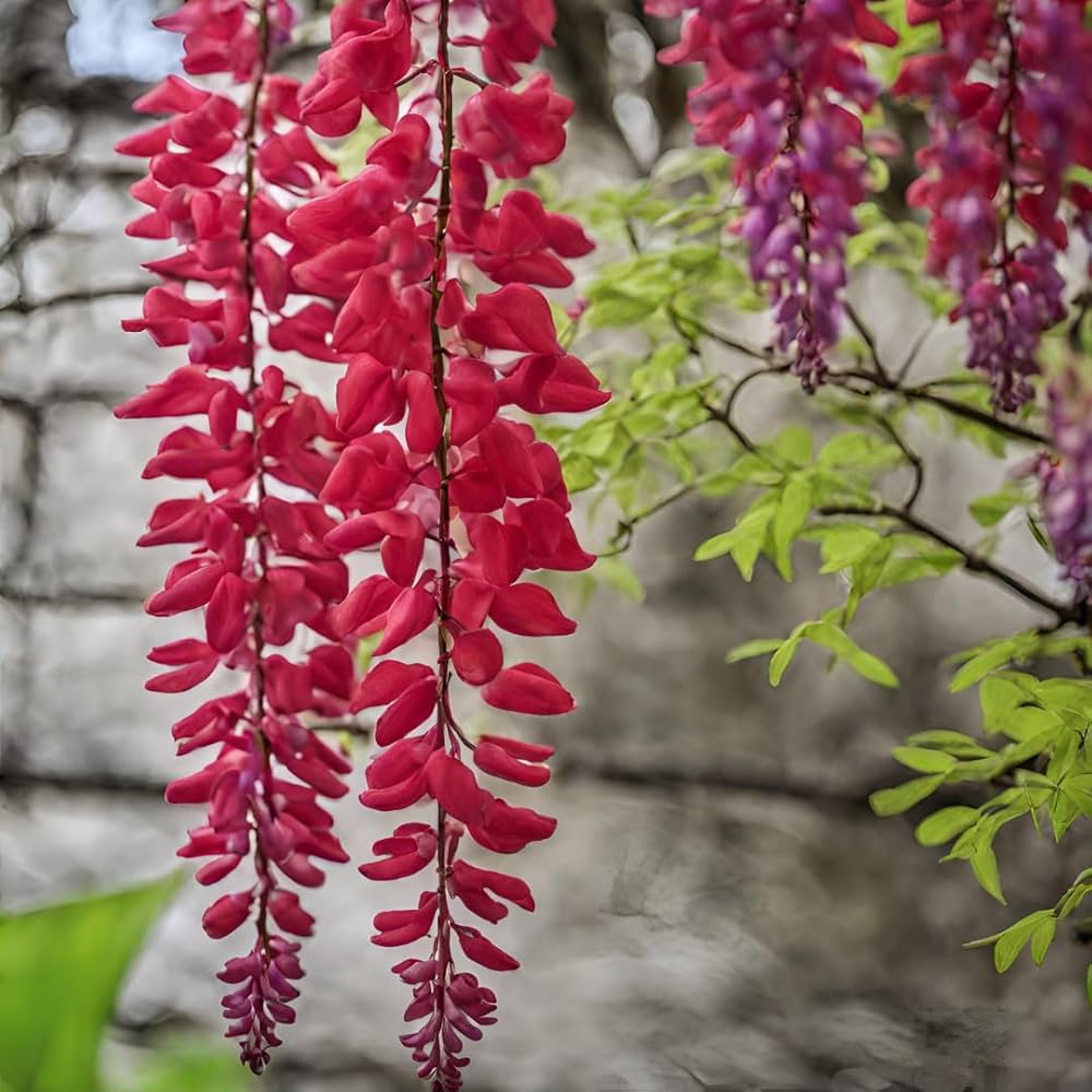Red Wisteria Creeper Seeds Wisteria sinensis for Planting in Pergola and Flower Fence